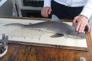 A small gray shark sits atop a measuring board with a blue numbered tag attached to its dorsal fin. A scientist’s hand lightly touches the shark's head above the eyes.